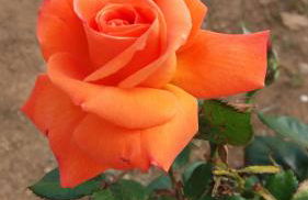 Finca La Favorita- Suites - Foto 59