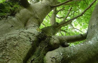 Ferienwohnungen Finke - Foto 64