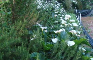 Apartments by the sea Sladjenovici, Dubrovnik - 11531 - Foto 11