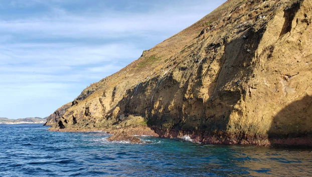 Terceira Whale Watching - Foto 2