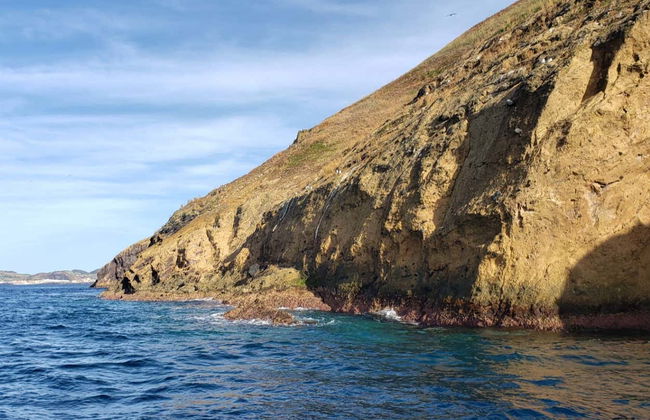 Terceira Whale Watching - Foto 2