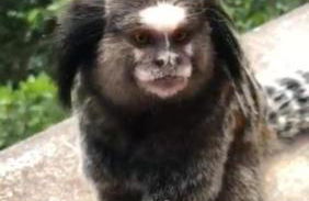 Recanto dos Pássaros em Petrópolis - Foto 19