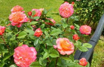 Locanda Rosati - Foto 15