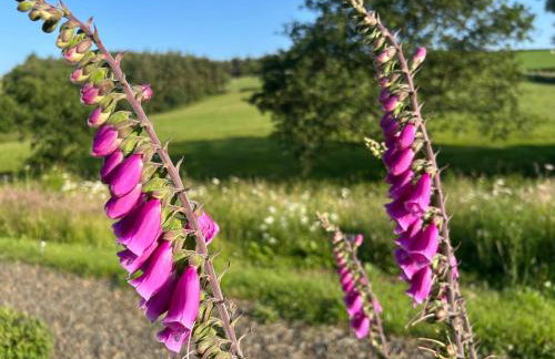 Cosy Devon Hut Woodland Views - Photo 43