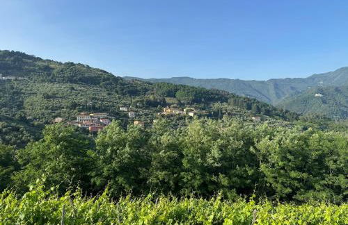 Renovated Tuscan Home overlooking Vineyards - Photo 29