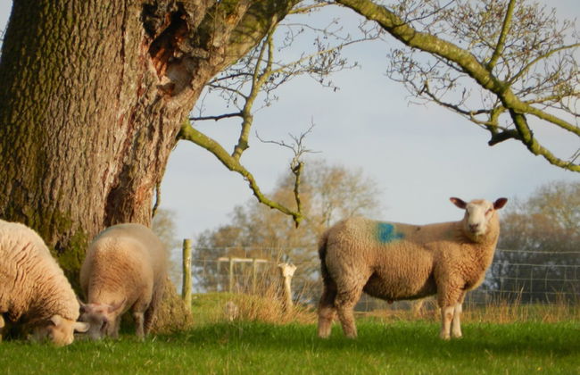 Comfy 4m -bed Bell Tent With Great Views - Foto 17
