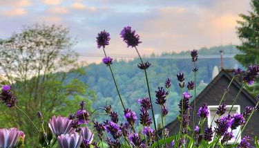 Ferienwohnungen Tannenhof - Foto 4