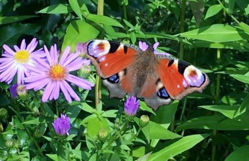 Holiday Home Löwenzahn by Interhome - Foto 25