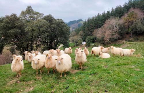 Agroturismo Erlete Goikoa -ESTAMOS EN EL CAMINO DE SANTIAGO -WE ARE ON THE CAMINO DE SANTIAGO- SENDERISMO-RUTAS Y BICICLETA - Photo 8