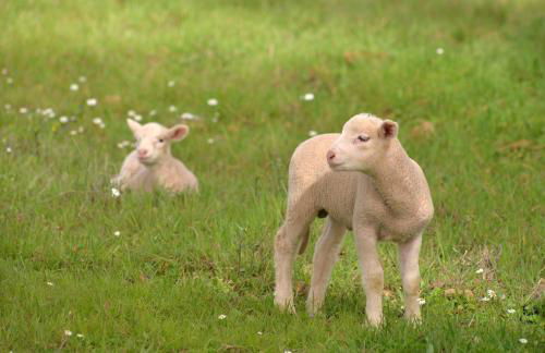 Monte do Giestal - Casas de Campo & Spa - Foto 25