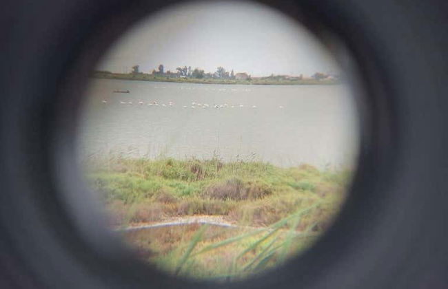 Observation de flamants roses dans le delta de l'Èbre au coucher du soleil - Photo 8
