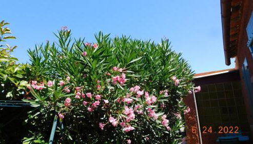 la garrigue - Foto 3