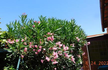 la garrigue - Foto 3