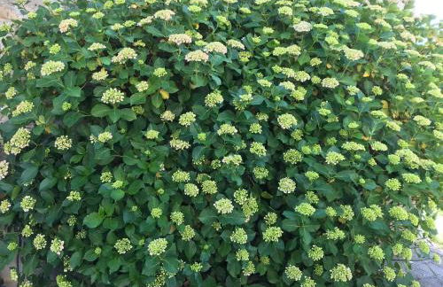 Casa Ortensia - Foto 11