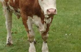 Gasthaus Piesau - Thüringer Wald - Rennsteig - Foto 64