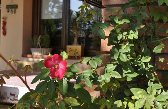 Anna's Mansion - Foto 49