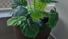 Ap novo com vista para o Parque Beto Carrero! 6 min a pé - Foto 2