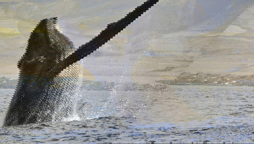 Napili Point C21 - Foto 1, Imagen principal