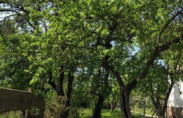 Wiejski Zakątek nad Wigrami - Foto 51