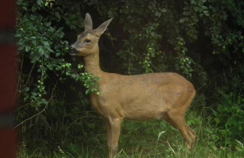 Ferienwohnung "Landblick" - Foto 11
