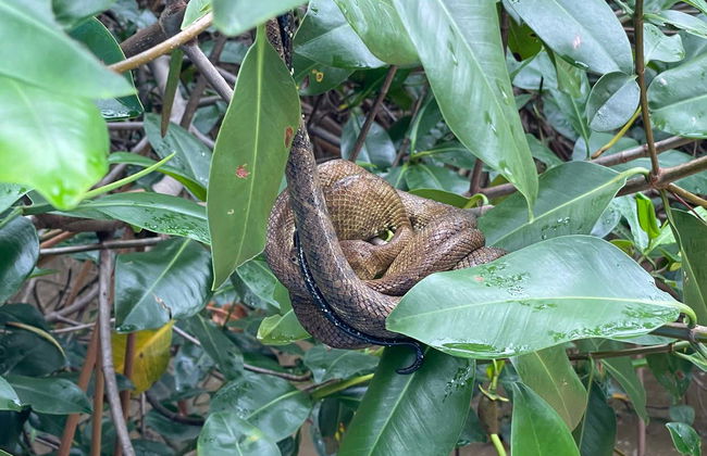 Tour por los manglares de Manuel Antonio - Foto 8