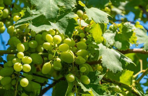 House Terra Madre - Photo 31