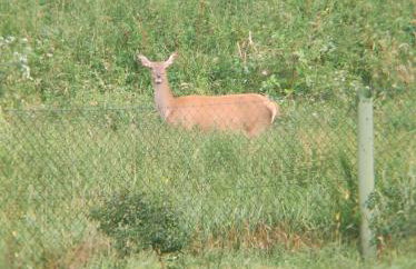 Cały dom na wyłączność - Ostoja Leśna Cisza - Foto 9