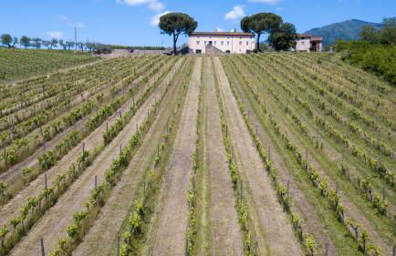 Fattoria Camigliano, Luxury Farmhouse with Pool inside a Wine Estate - Foto 31