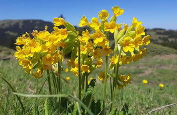 Tsigaridas Mountain Home - Foto 63