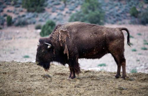 Grand Canyon Western Ranch - Foto 66