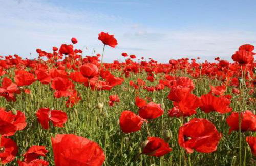 Wohnung nahe Ostsee Graal Müritz Strand - Photo 25