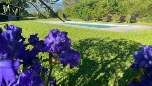 Mazet avec piscine, vue Ventoux - Foto 4, Garden