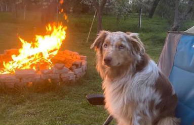 VillaHarmony wartet auf Familien mit Hund! - Foto 11