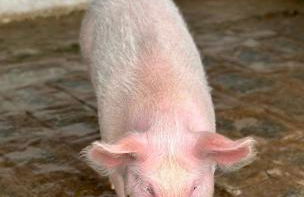 Flat Hotel Fazenda Monte Castelo Gravatá Bezerros - Foto 47