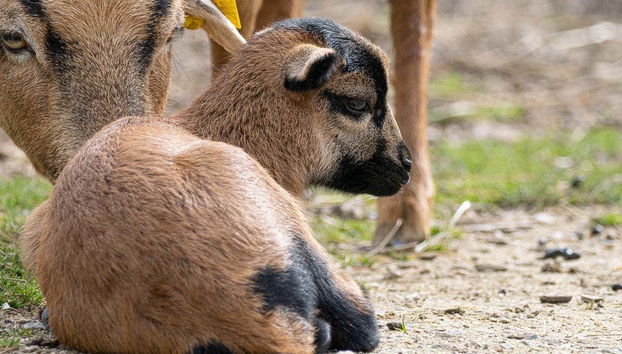 Parrot World Ticket - Foto 5