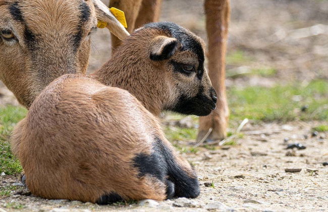 Biglietti per Parrot World - Foto 5