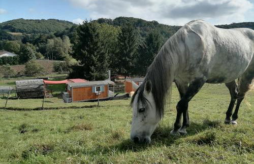 Zurück zur Natur - Urlaub im Zirkuswagen, Sommeratelier oder Schindelwagen - Foto 22