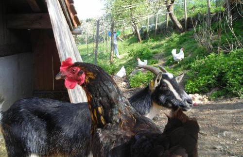 Ferienwohnung Lindenhof - Foto 31