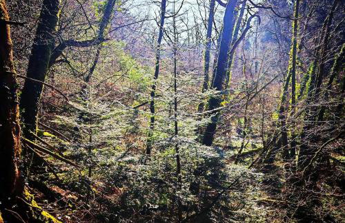 Treforgan Newydd - Foto 25