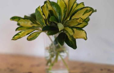 Adega Mendes - Photo 6