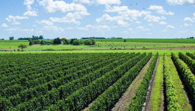 Visite du domaine viticole Fripp - Foto 2