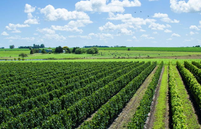 Visite du domaine viticole Fripp - Foto 2