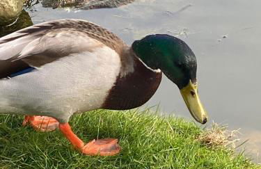 The Estate, Luxury Spacious Family Stay with 3 Hot Tubs, Scenic Views Sleeps 16 near Durham & Bishop Auckland - Foto 58