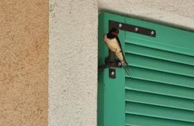 Lastavica House with Heated Pool - Foto 23