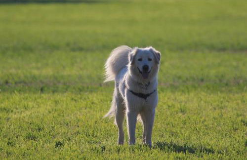 Lodge en Provence - Foto 26