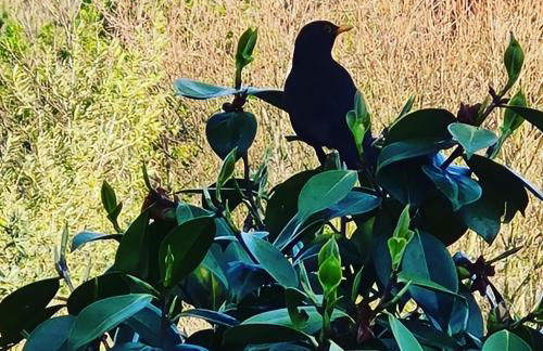 Quinta JR - Casa de campo - Foto 30