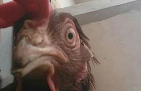 Agriturismo Fior Di Campo - Foto 84