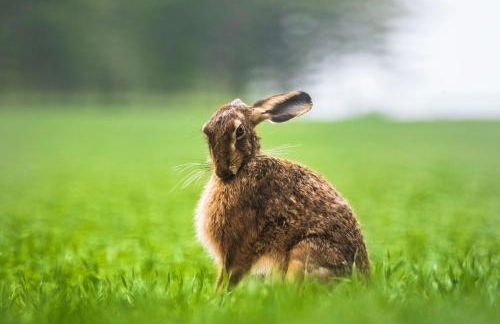 Balnagown Estates - Foto 73