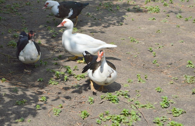 Gypsy Caravan in Weideblick With Farm Animals - Foto 29