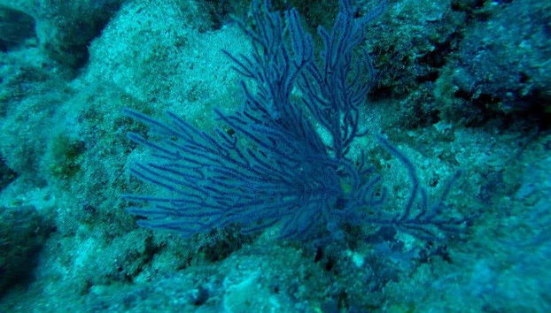 Fondo marino de Isla Salango